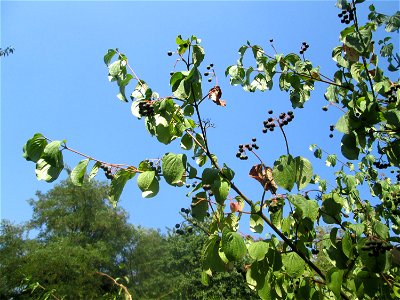 Roter Hartriegel (Cornus sanguinea) im Bürgerpark Saarbrücken