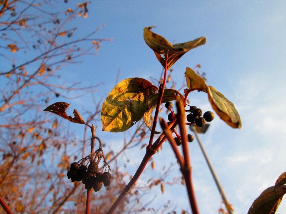Roter Hartriegel (Cornus sanguinea) in Hockenheim