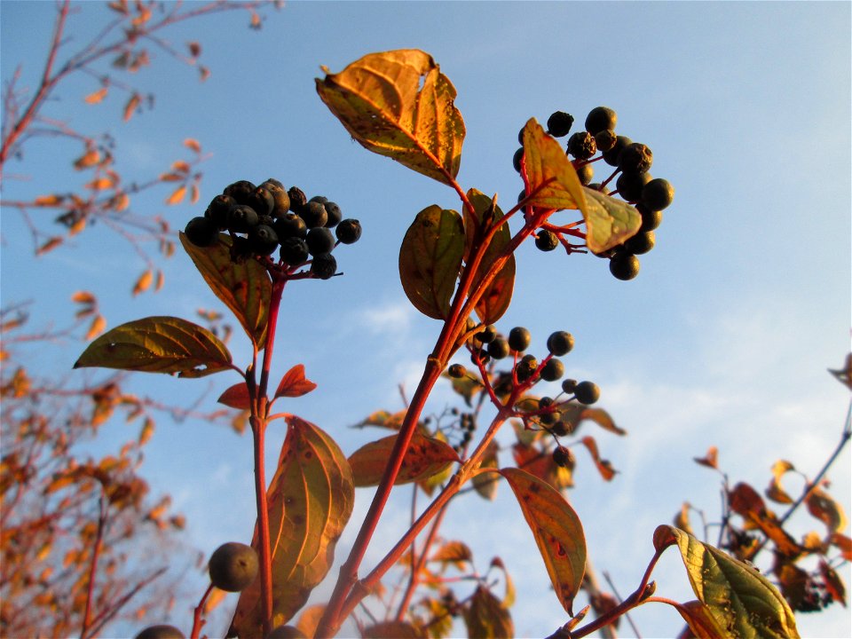 Roter Hartriegel (Cornus sanguinea) in Hockenheim