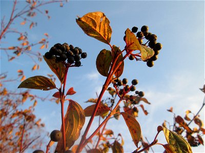 Roter Hartriegel (Cornus sanguinea) in Hockenheim