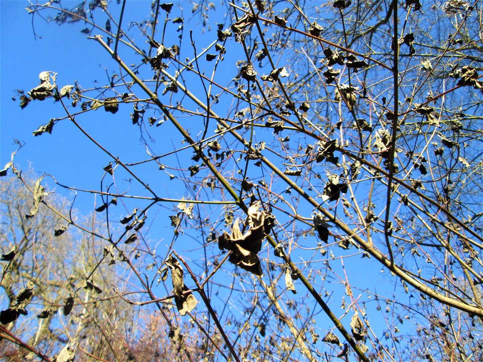 Roter Hartriegel (Cornus sanguinea) im Naturschutzgebiet „Reißinsel“ im Waldpark Mannheim