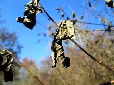 Roter Hartriegel (Cornus sanguinea) im Naturschutzgebiet „Reißinsel“ im Waldpark Mannheim