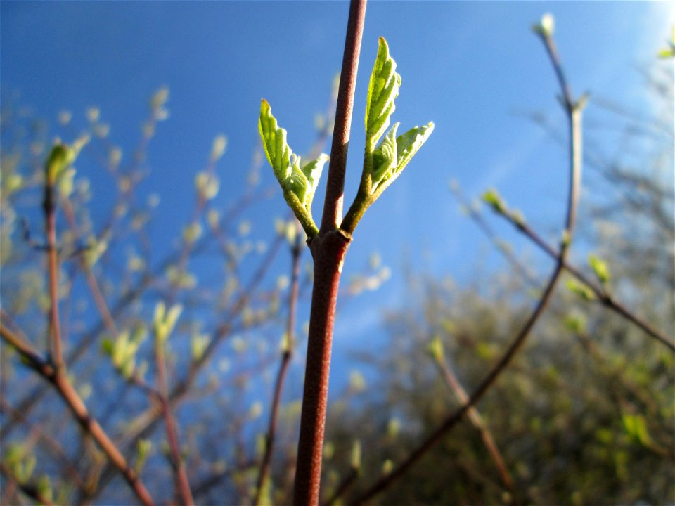 Achselständige Blattknospen vom Roten Hartriegel (Cornus sanguinea) im Naturschutzgebiet „Mirabellenhecke in den Horststückern“ im Hockenheimer Rheinbogen