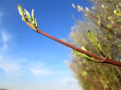 Achselständige Blattknospen vom Roten Hartriegel (Cornus sanguinea) im Naturschutzgebiet „Mirabellenhecke in den Horststückern“ im Hockenheimer Rheinbogen