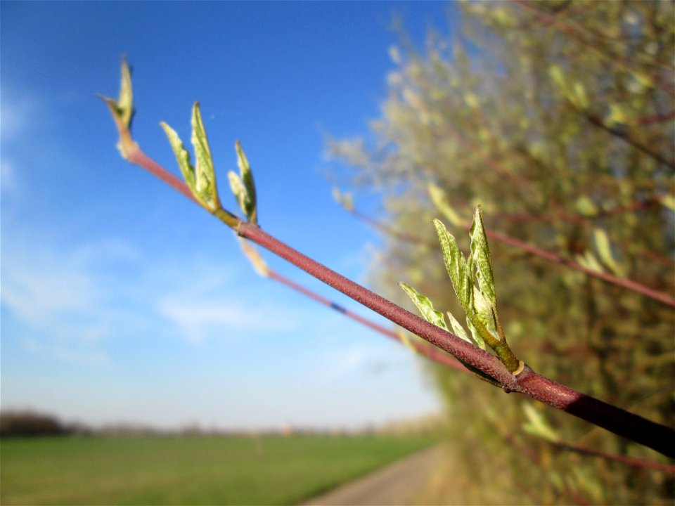 Achselständige Blattknospen vom Roten Hartriegel (Cornus sanguinea) im Naturschutzgebiet „Mirabellenhecke in den Horststückern“ im Hockenheimer Rheinbogen