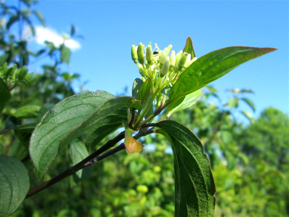 Roter Hartriegel (Cornus sanguinea) auf einer Streuobstwiese in Hockenheim
