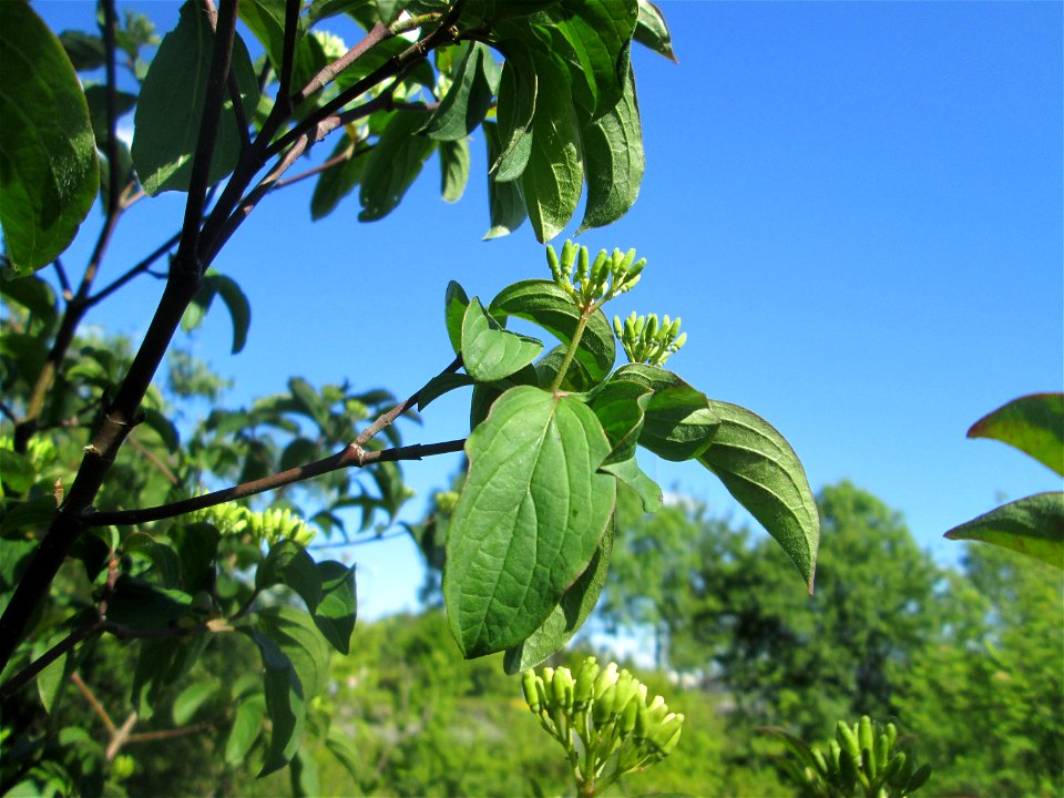 Roter Hartriegel (Cornus sanguinea) auf einer Streuobstwiese in Hockenheim