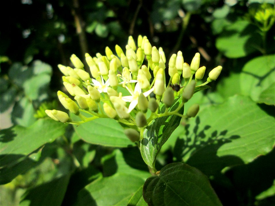 Roter Hartriegel (Cornus sanguinea) in Hockenheim