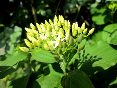 Roter Hartriegel (Cornus sanguinea) in Hockenheim