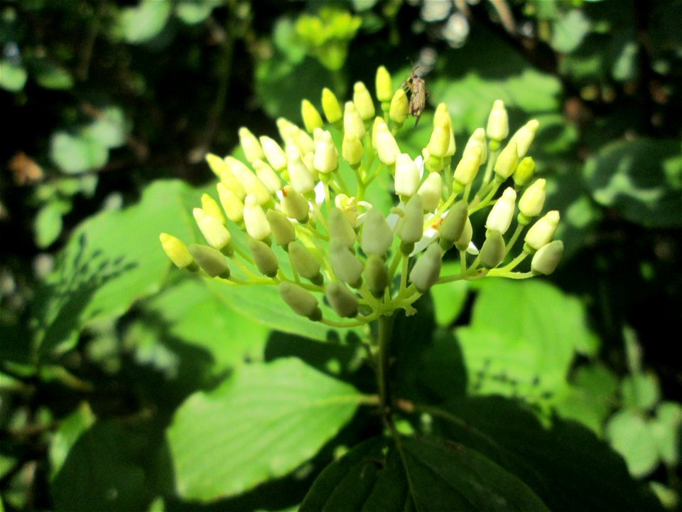 Roter Hartriegel (Cornus sanguinea) in Hockenheim