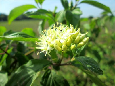 Roter Hartriegel (Cornus sanguinea) im Naturschutzgebiet „Bachwiesen/Leopoldswiesen“ im Hockenheimer Rheinbogen