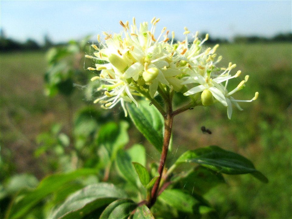 Roter Hartriegel (Cornus sanguinea) im Naturschutzgebiet „Bachwiesen/Leopoldswiesen“ im Hockenheimer Rheinbogen