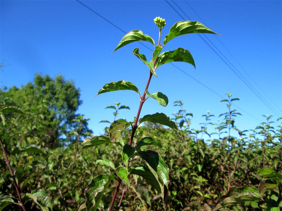 Herbstblüte vom Roten Hartriegel (Cornus sanguinea) auf der Bischmisheimer Höhe