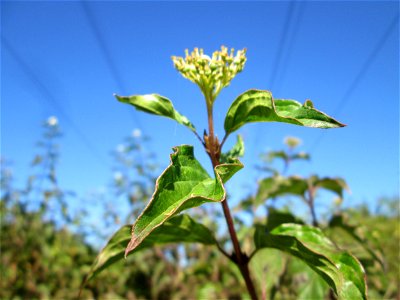 Herbstblüte vom Roten Hartriegel (Cornus sanguinea) auf der Bischmisheimer Höhe
