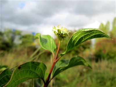 Herbstblüte vom Roten Hartriegel (Cornus sanguinea) im Bürgerpark Saarbrücken