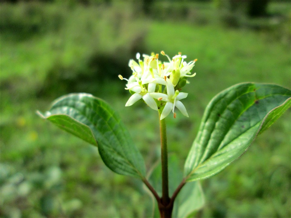 Herbstblüte vom Roten Hartriegel (Cornus sanguinea) im Bürgerpark Saarbrücken