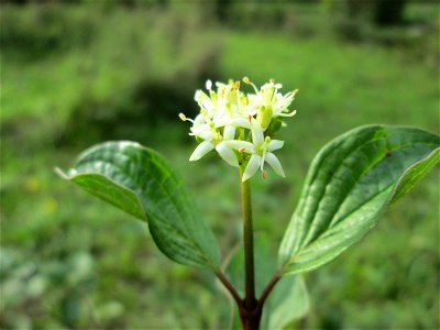 Herbstblüte vom Roten Hartriegel (Cornus sanguinea) im Bürgerpark Saarbrücken