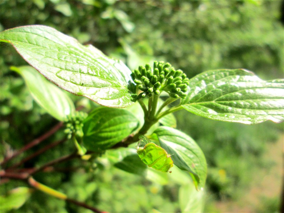 Roter Hartriegel (Cornus sanguinea) im Naturschutzgebiet „St. Arnualer Wiesen“