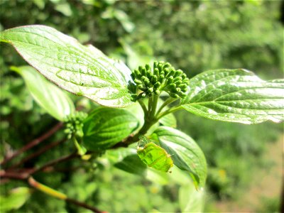 Roter Hartriegel (Cornus sanguinea) im Naturschutzgebiet „St. Arnualer Wiesen“