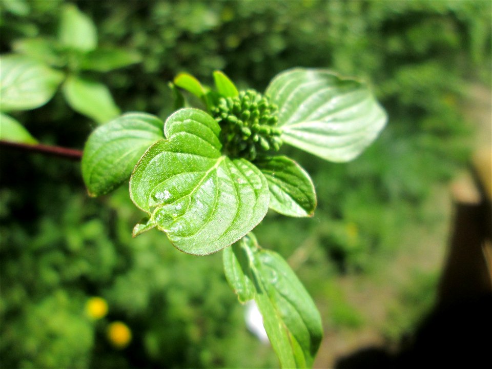 Roter Hartriegel (Cornus sanguinea) im Naturschutzgebiet „St. Arnualer Wiesen“