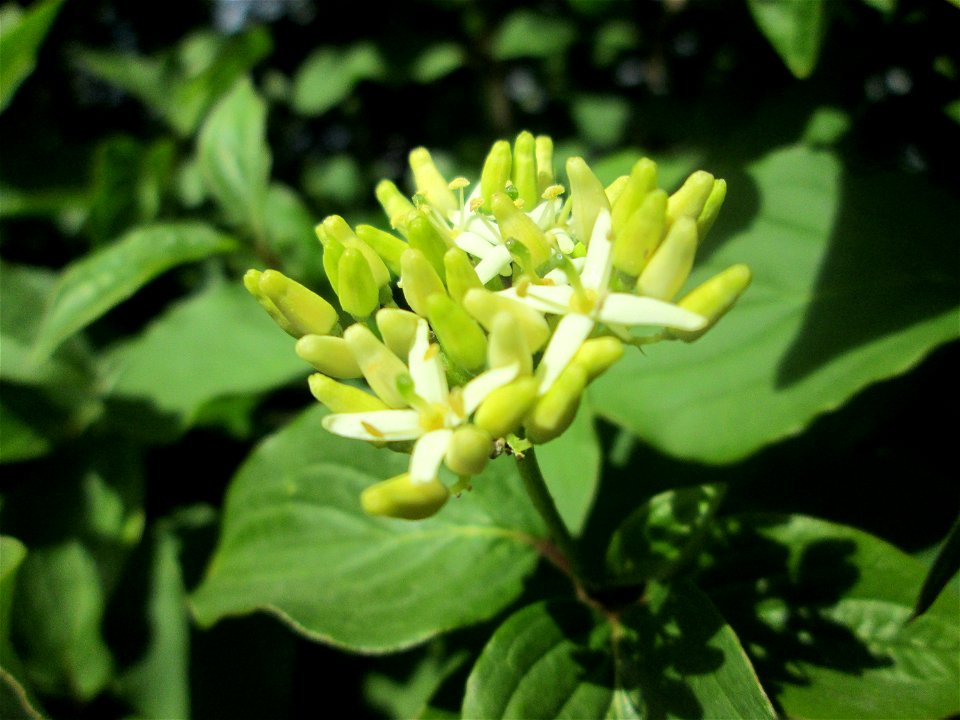 Roter Hartriegel (Cornus sanguinea) in Brebach