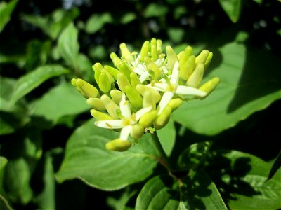 Roter Hartriegel (Cornus sanguinea) in Brebach