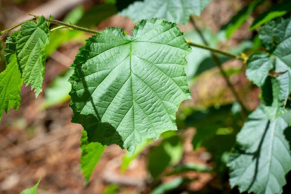 Green leaves nature close up