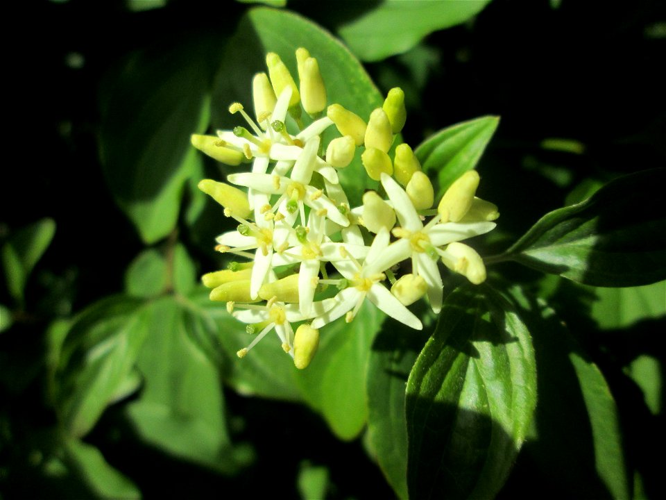 Roter Hartriegel (Cornus sanguinea) in Brebach
