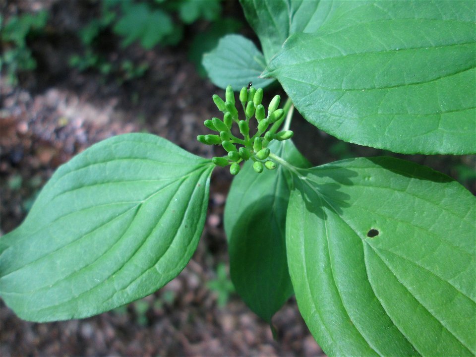 Roter Hartriegel (Cornus sanguinea) am Markusbrunnen im Landschaftsschutzgebiet „Wisch- und Wogbachtal“ bei Fechingen