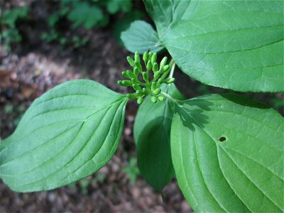 Roter Hartriegel (Cornus sanguinea) am Markusbrunnen im Landschaftsschutzgebiet „Wisch- und Wogbachtal“ bei Fechingen
