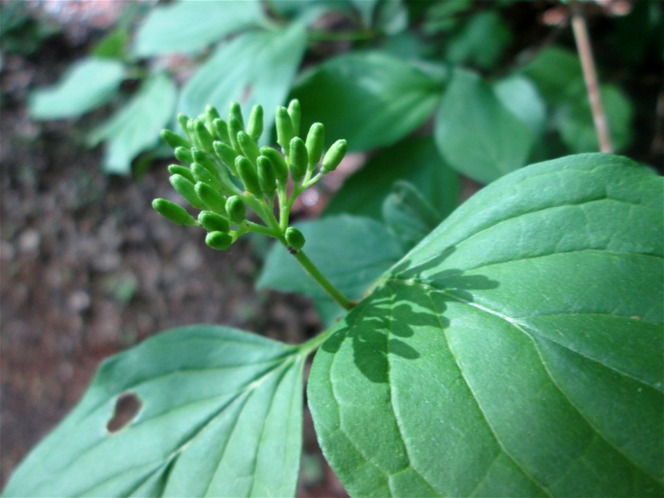 Roter Hartriegel (Cornus sanguinea) am Markusbrunnen im Landschaftsschutzgebiet „Wisch- und Wogbachtal“ bei Fechingen