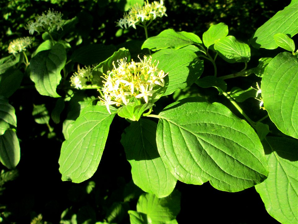 Roter Hartriegel (Cornus sanguinea) im Naturschutzgebiet "St. Arnualer Wiesen"
