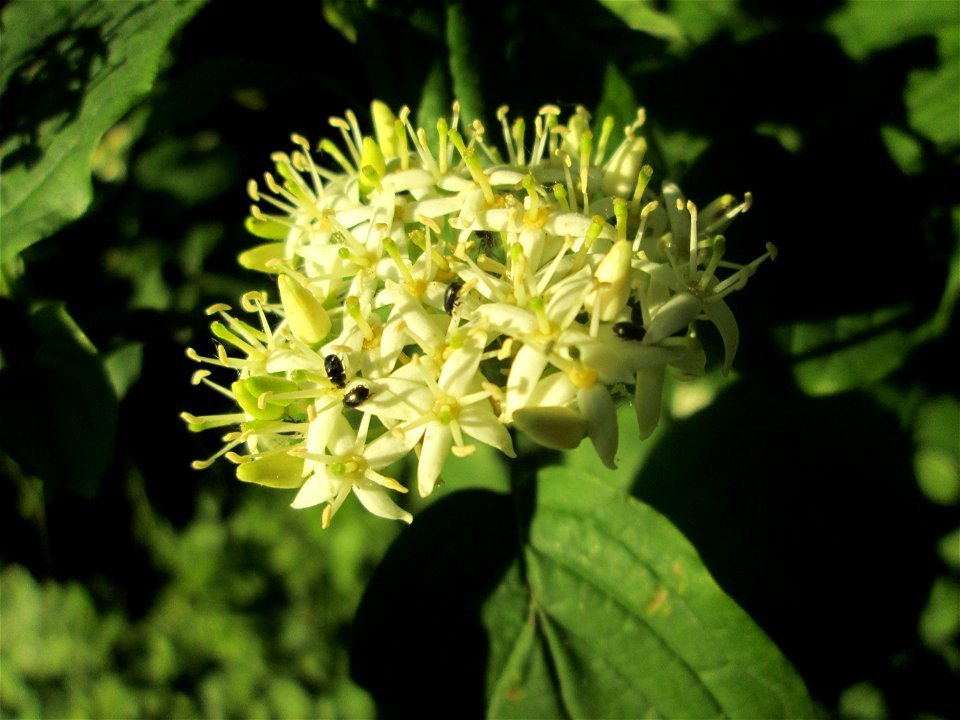 Roter Hartriegel (Cornus sanguinea) im Naturschutzgebiet "St. Arnualer Wiesen"