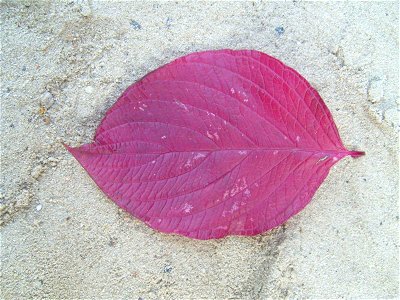 Image title: Autumn cornus leave Image from Public domain images website, http://www.public-domain-image.com/full-image/nature-landscapes-public-domain-images-pictures/leaf-leaves-public-domain-images photo