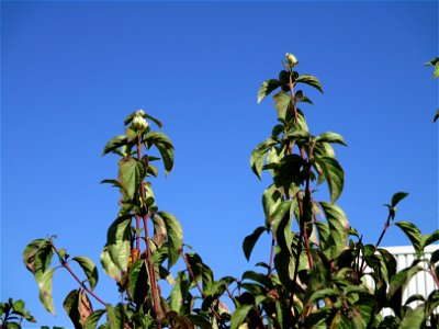 Herbstblüte vom Roten Hartriegel (Cornus sanguinea) in Brebach