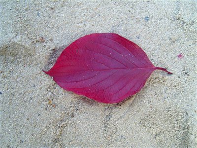 Image title: Autumn cornus leave texture Image from Public domain images website, http://www.public-domain-image.com/full-image/textures-and-patterns-public-domain-images-pictures/leaves-plants-patter photo