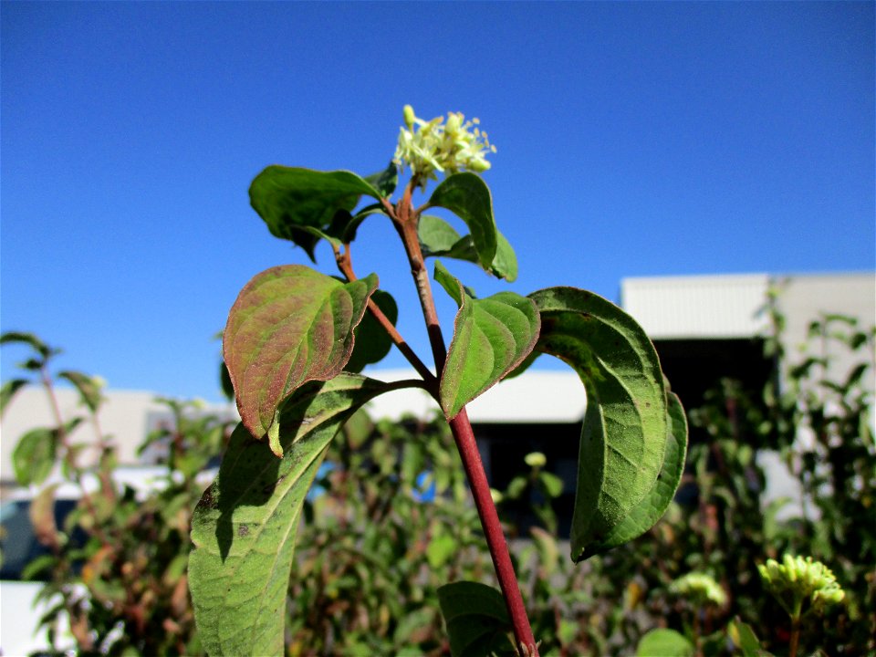 Herbstblüte vom Roten Hartriegel (Cornus sanguinea) in Brebach