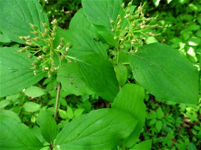 common dogwood (Cornus sanguinea) photo