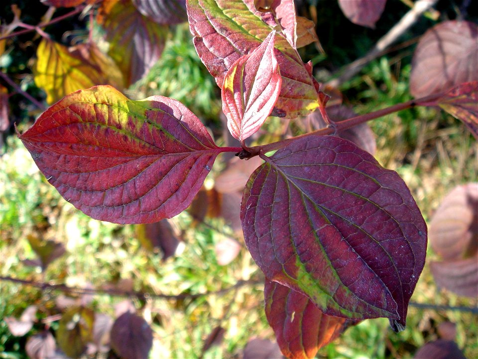 Yabani kızılcık (Cornus sanguinea)