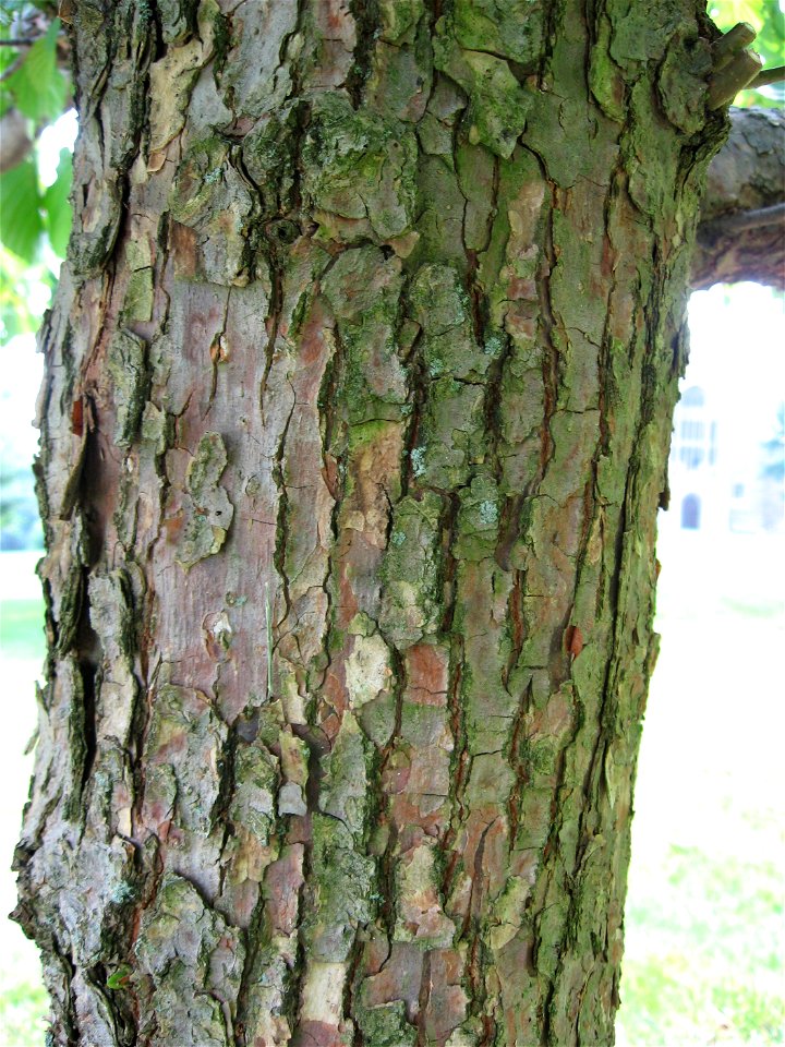 A picture of the bark of Davidia involucrata