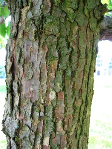 A picture of the bark of Davidia involucrata