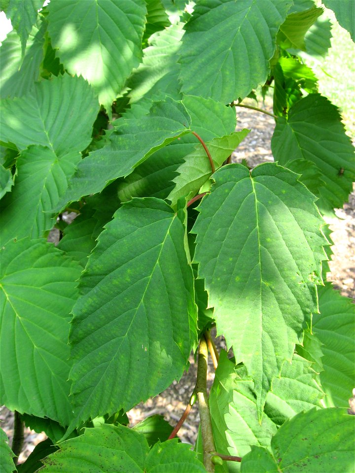 A picture of the leaves of Davidia involucrata.