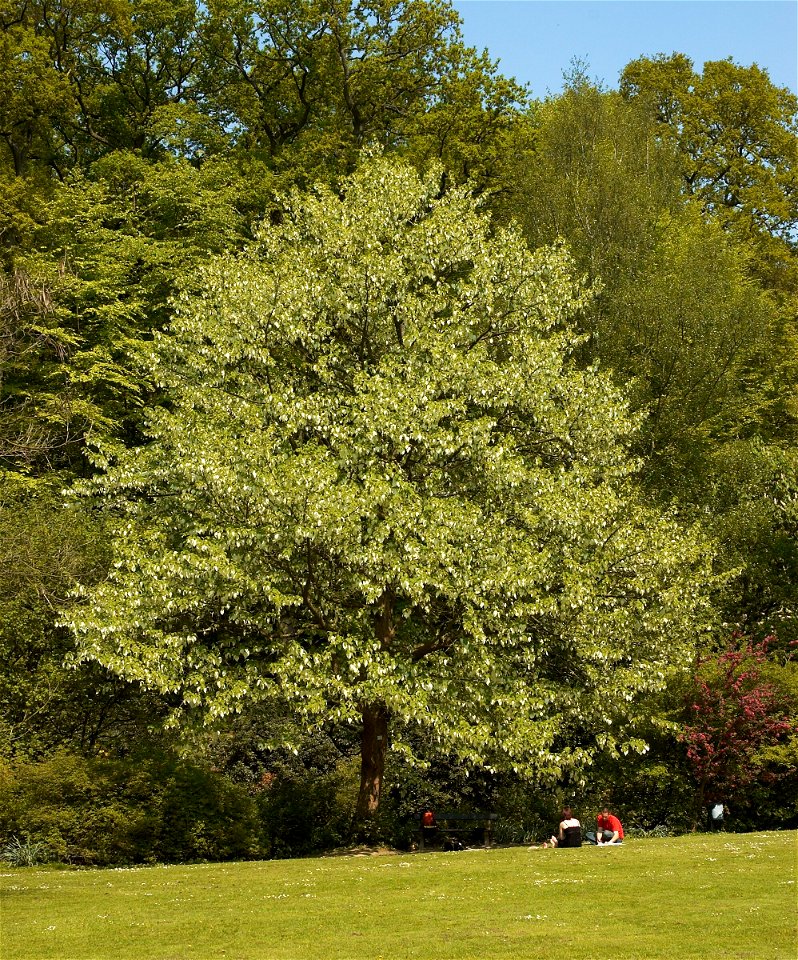 Large Davidia involucrata tree in Belgium.


Camera location50° 44′ 06.81″ N, 4° 27′ 46.43″ E View this and other nearby images on: OpenStreetMap 50.735225;    4.462