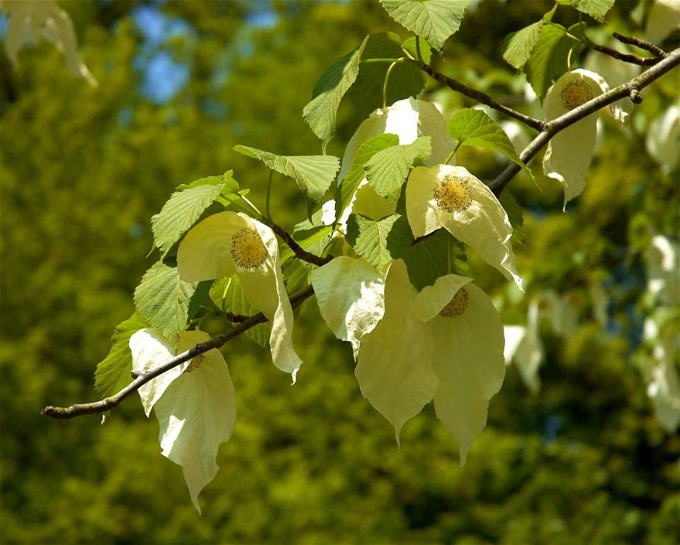 Flowers of the Davidia involucrata tree (Belgium).


Camera location50° 44′ 06.81″ N, 4° 27′ 46.43″ E View this and other nearby images on: OpenStreetMap 50.735225; 