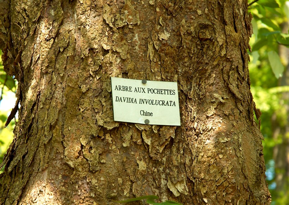 Stem of the Davidia involucrata tree (Belgium).


Camera location50° 44′ 06.81″ N, 4° 27′ 46.43″ E View this and other nearby images on: OpenStreetMap 50.735225;    
