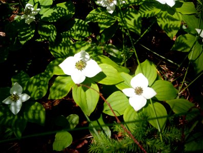 Cornus canadensis, Pancake Bay PP photo