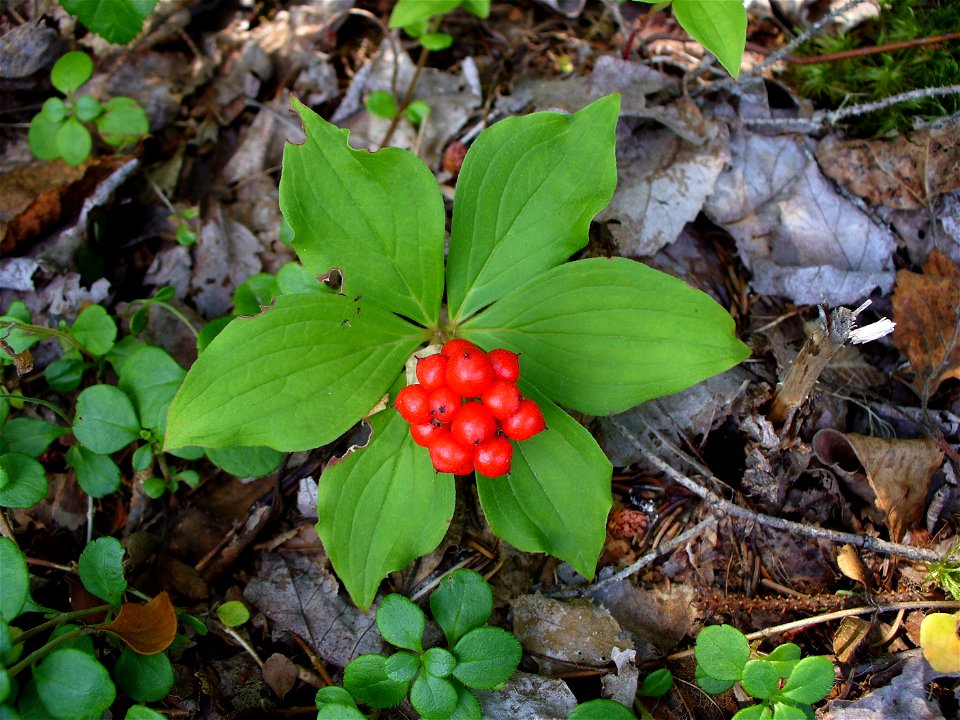 I am the originator of this photo. I hold the copyright. I release it to the public domain. This photo depicts berries.