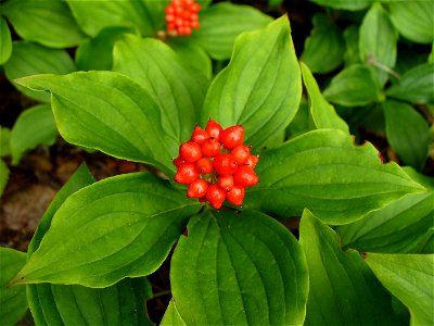 I am the originator of this photo. I hold the copyright. I release it to the public domain. This photo depicts berries.