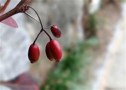 Cornelian cherries