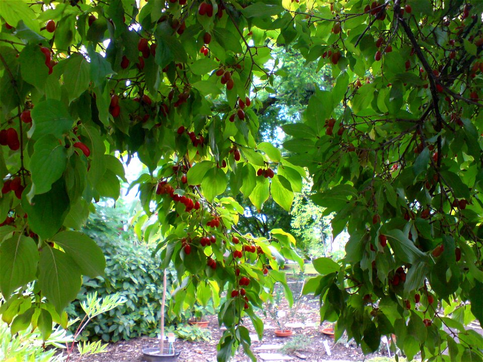 Cornus officinalis - Botanischer Garten Leipzig